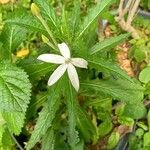 Hippobroma longiflora Flor