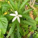 Hippobroma longiflora Цвят