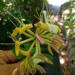 Lonicera hirsuta Blüte