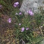 Iberis linifolia Libunga