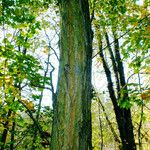 Robinia pseudoacacia Bark