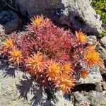 Castilleja rupicola Flower