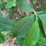 Aronia arbutifolia Feuille