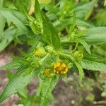 Guizotia abyssinica Blatt