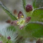 Valantia hispida Flower