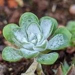 Sedum spathulifolium Yaprak