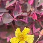 Oxalis spiralis Frunză