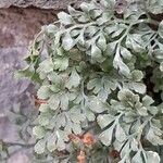 Asplenium ruta-muraria Blad