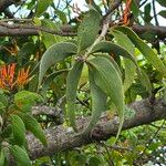 Psittacanthus calyculatus Leaf