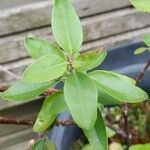 Correa reflexa Leaf