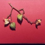 Caraipa densifolia Fruit
