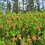 Kalmia angustifolia Foglia