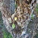 Pyrus spinosa 树皮