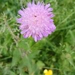 Knautia arvernensis Fiore