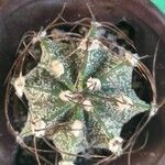 Astrophytum capricorne 葉