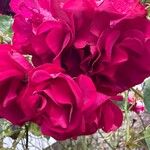 Rosa × odorata Flower
