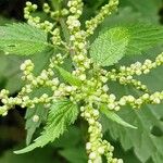 Urtica dioica Flower