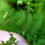 Radiola linoides Συνήθη χαρακτηριστικά