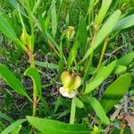 Trichodesma marsabiticum Blatt