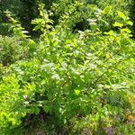 Betula medwediewii Hábito