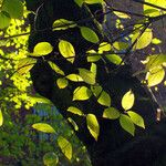 Philadelphus lewisii Frunză