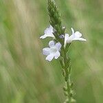 Verbena officinalis花