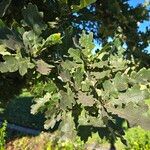 Quercus lobata Leaf