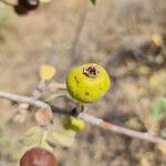 Pyrus elaeagrifolia Ffrwyth