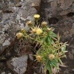 Carlina salicifolia Цветок