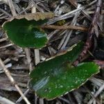 Ranunculus peruvianus List
