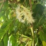 Syzygium jambosFruit