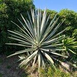 Agave sisalana Leaf