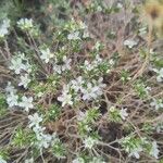 Arenaria aggregata Flor
