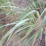 Cymbopogon nardus Hoja