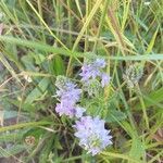 Veronica austriaca Flower