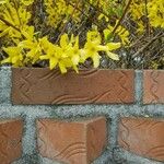 Forsythia suspensa Flor