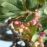 Pistacia vera Fruit