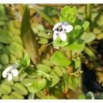 Lindernia rotundifolia 花