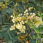 Acacia mearnsii 花