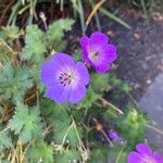 Geranium platypetalumBlüte