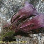 Chaenorhinum glareosum Flower