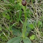 Ophrys arachnitiformis മറ്റ്