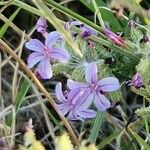 Plumbago europaea 花