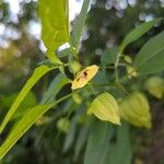 Physalis longifolia Flower