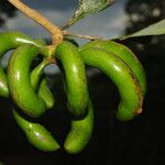 Xylopia staudtii Fruit