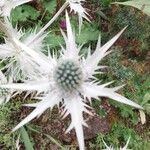 Eryngium giganteum Blatt