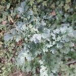 Jacobaea vulgaris 葉