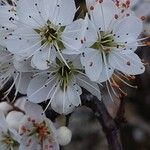 Prunus spinosa Kwiat