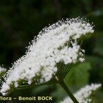 Cnidium silaifolium Flower