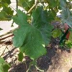 Vitis viniferaList